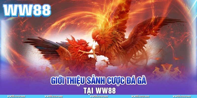 Cái nhìn toàn diện về sảnh đá gà WW88